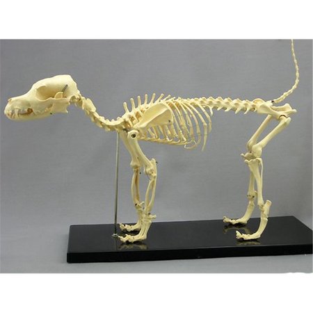 WONDERDESCONCIERTO Dog Canine Skeleton WO2115519